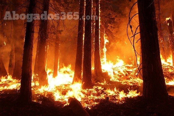 Sentencia Audiencia Provincial de Málaga sobre responsabilidad en caso de incendio